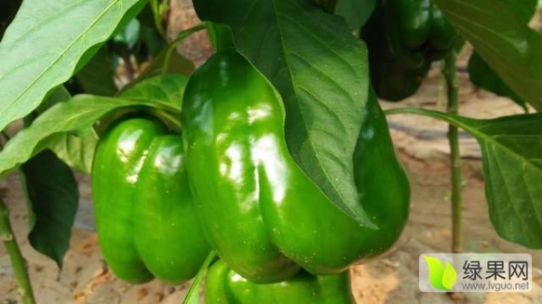 赤峰喂牛辣椒電話多少號-第1張圖片