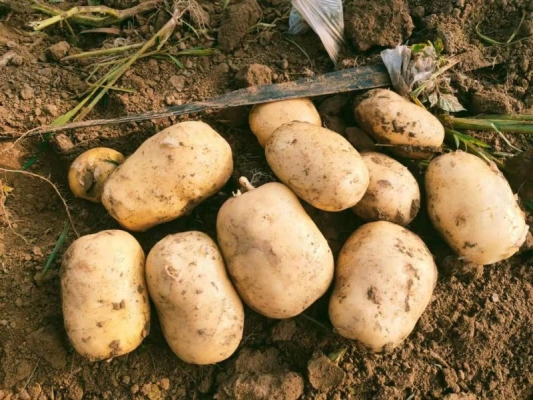 赤峰附近回收土豆電話是多少號(hào)-第1張圖片