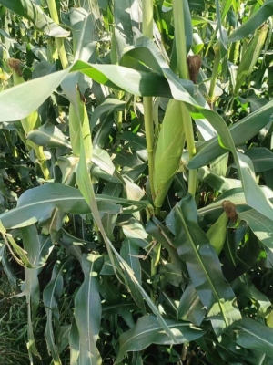 赤峰李靜水果批發(fā)電話號碼-第1張圖片