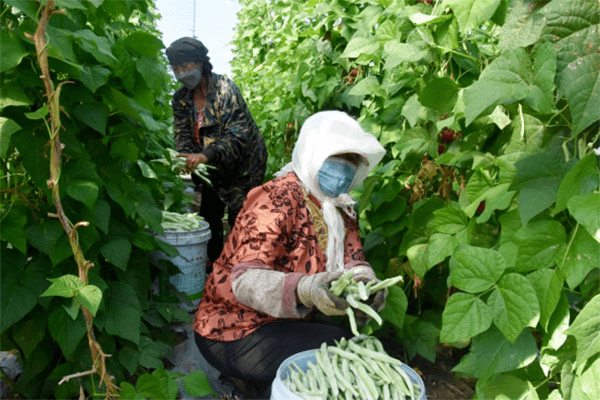赤峰市豆角架子廠電話號碼-第1張圖片