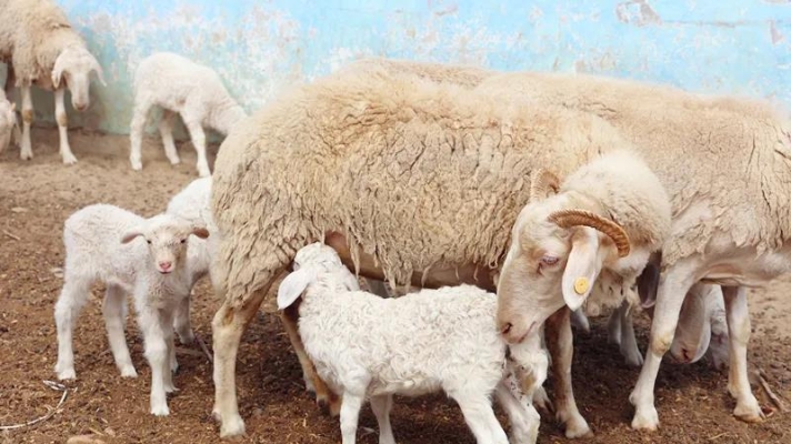 赤峰多胎羊養(yǎng)殖基地電話號碼-第1張圖片