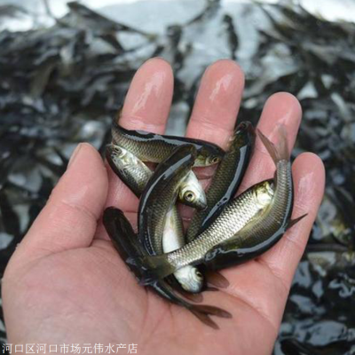 赤峰市附近賣魚苗電話號碼-第1張圖片