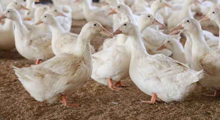 赤峰賣臭鴨蛋的電話地址是多少-第1張圖片