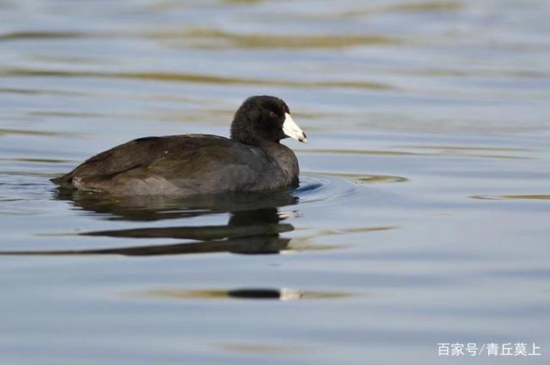 赤峰市紅嘴鴨出售電話號(hào)碼-第1張圖片