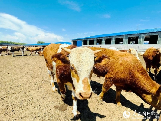 赤峰林西供電局電話號碼-第1張圖片