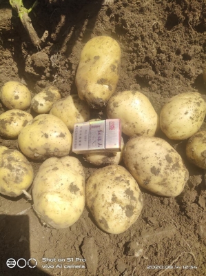 赤峰土豆銷售電話地址是多少號(hào)-第1張圖片