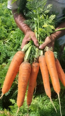 赤峰賣胡蘿卜的地方電話號(hào)碼-第1張圖片