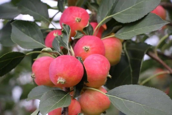 赤峰市水果銷售公司電話號碼-第1張圖片