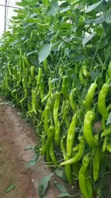 赤峰尖椒種植基地電話號(hào)碼-第1張圖片