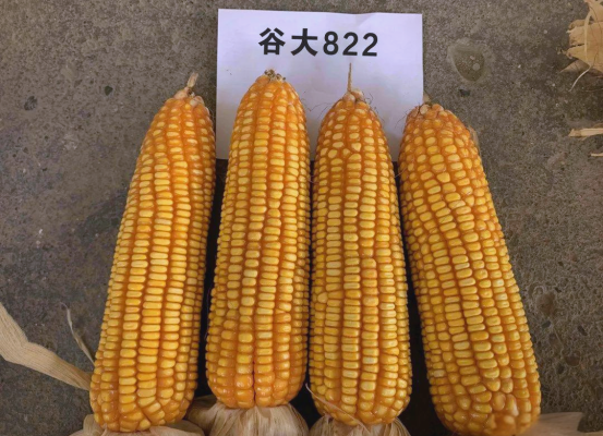 赤峰苞米種廠家有哪些電話號碼-第1張圖片