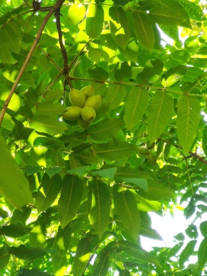 赤峰周邊適合野炊的地方-第1張圖片