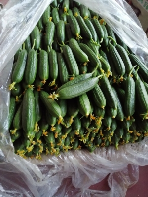 赤峰黃瓜代收電話多少號-第1張圖片