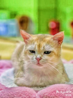 赤峰寵悅萌寵酒店電話號碼-第1張圖片