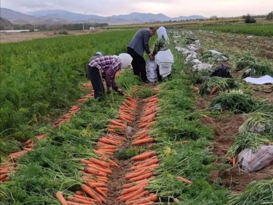 赤峰胡蘿卜工廠電話號碼查詢-第1張圖片