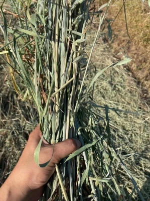 赤峰麥子工作室招聘電話號(hào)碼-第1張圖片