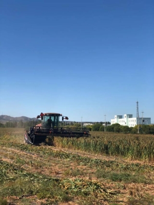 赤峰粽葉收購電話號碼多少-第1張圖片