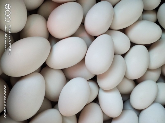 赤峰大鵝 金九店電話號(hào)碼-第1張圖片