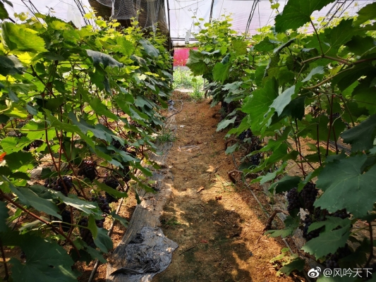 赤峰采摘葡萄園電話號(hào)碼查詢-第1張圖片