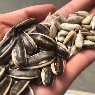 赤峰市批發(fā)新瓜子電話號碼-第1張圖片