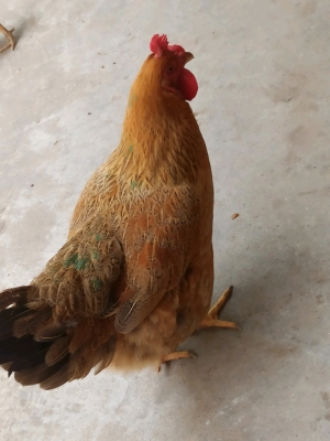 赤峰收購散養(yǎng)雞電話號碼是多少-第1張圖片