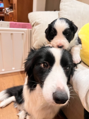 赤峰狗狗之家在哪里啊電話號碼-第1張圖片