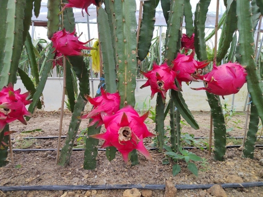 赤峰果樂水果店電話號碼-第1張圖片