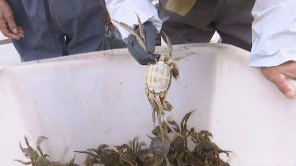 赤峰螃蟹養(yǎng)殖場電話地址查詢-第1張圖片