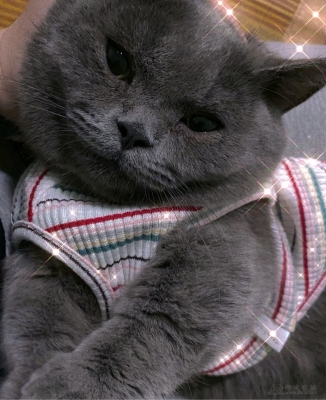 赤峰寵物矮腳貓基地電話號碼-第1張圖片