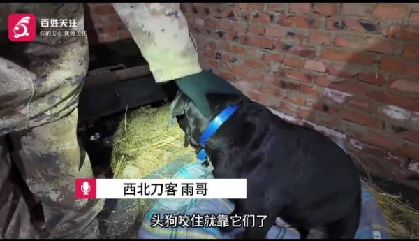 赤峰賣狗基地電話地址查詢-第1張圖片