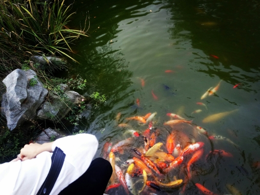 赤峰花香動物園地址電話號碼-第1張圖片