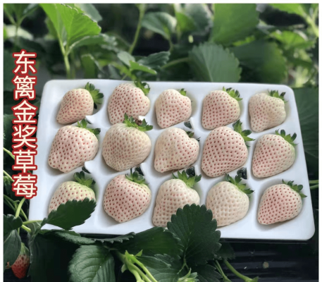 赤峰生禽市場電話多少號-第1張圖片