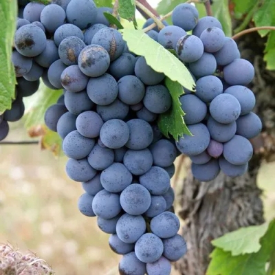 赤峰王琳葡萄采摘園電話號碼-第1張圖片