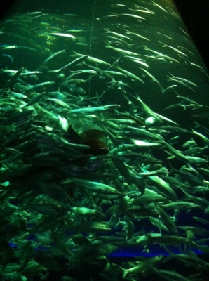 赤峰天虹水族館電話號碼-第1張圖片