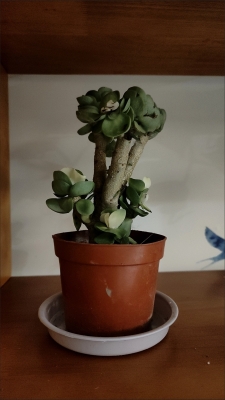 赤峰盆栽綠植批發(fā)電話號(hào)碼-第1張圖片