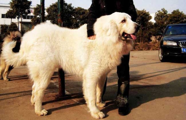 赤峰大白陪診二寶電話號(hào)碼-第1張圖片