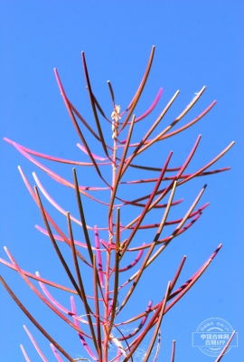 克什克騰旗柳蘭社區(qū)電話-第1張圖片