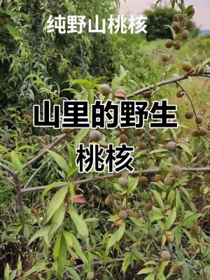 赤峰收購山桃核價(jià)格電話是多少-第1張圖片