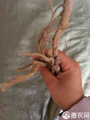 赤峰懷牛膝種苗基地電話號碼-第1張圖片