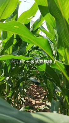 赤峰玉米抽穗種植基地電話號碼-第1張圖片