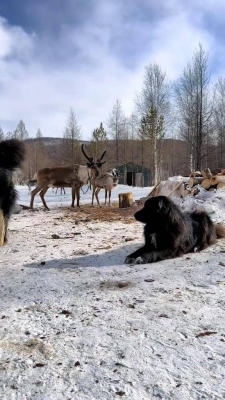 赤峰鴻泰獒園電話地址查詢-第1張圖片