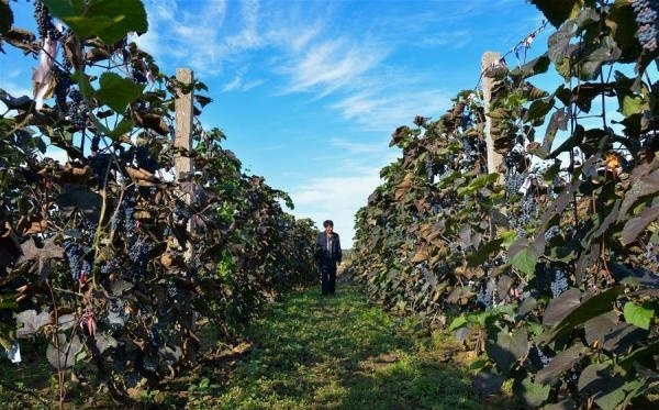 赤峰哪里有葡萄廠子呀電話號-第1張圖片