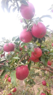 赤峰猛獸訓(xùn)練營地址電話號碼-第1張圖片