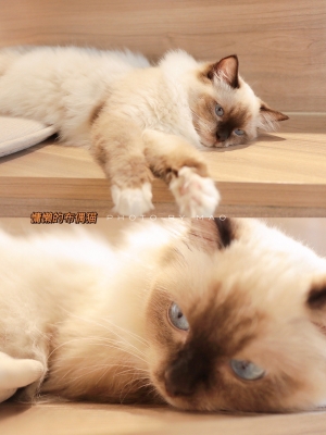 赤峰貓咖酒吧電話號碼多少-第1張圖片