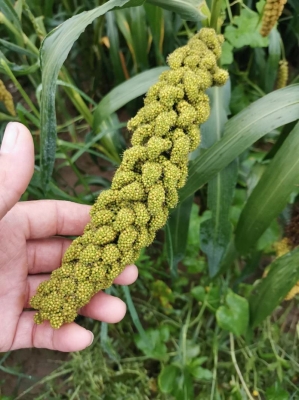 赤峰芥菜收割機電話號碼-第1張圖片