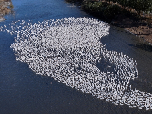 赤峰大鵝達(dá)拉店電話號碼-第1張圖片