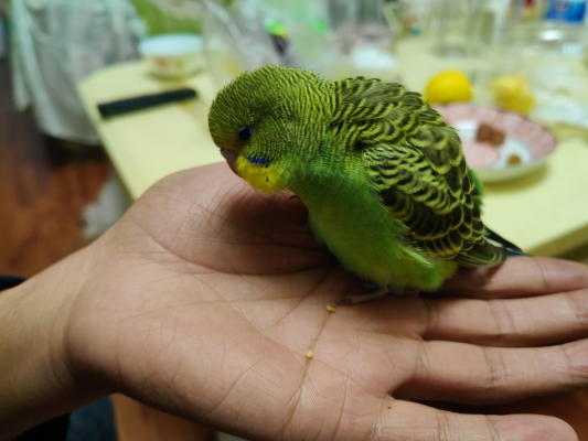 赤峰鸚鵡領(lǐng)養(yǎng)電話多少啊-第1張圖片