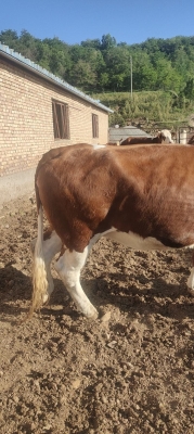 赤峰大型肉牛養(yǎng)殖廠電話號碼-第1張圖片