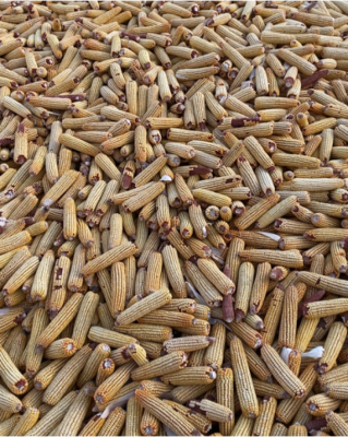 赤峰賣新鮮玉米苗的電話號碼-第1張圖片