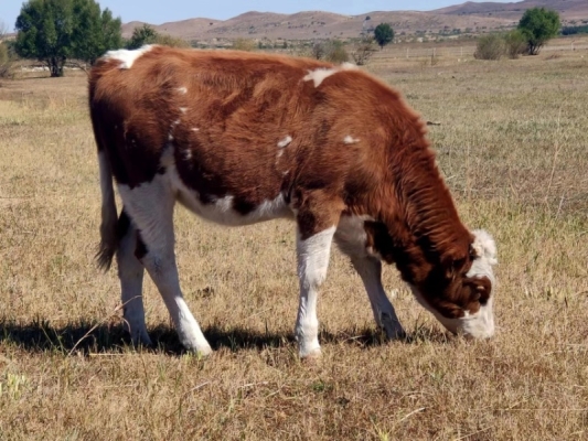 赤峰屠宰場手續(xù)代辦電話號(hào)碼-第1張圖片