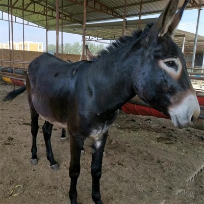 赤峰小毛驢團(tuán)購(gòu)電話號(hào)碼-第1張圖片